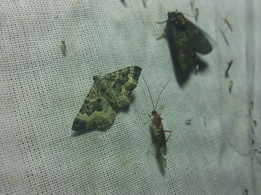 Epirrhoe alternata - galaj-tarkaaraszoló