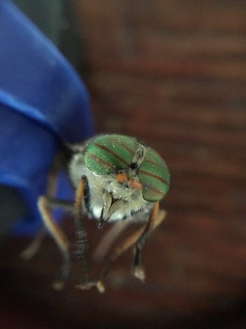 Tabanidae - böglyök