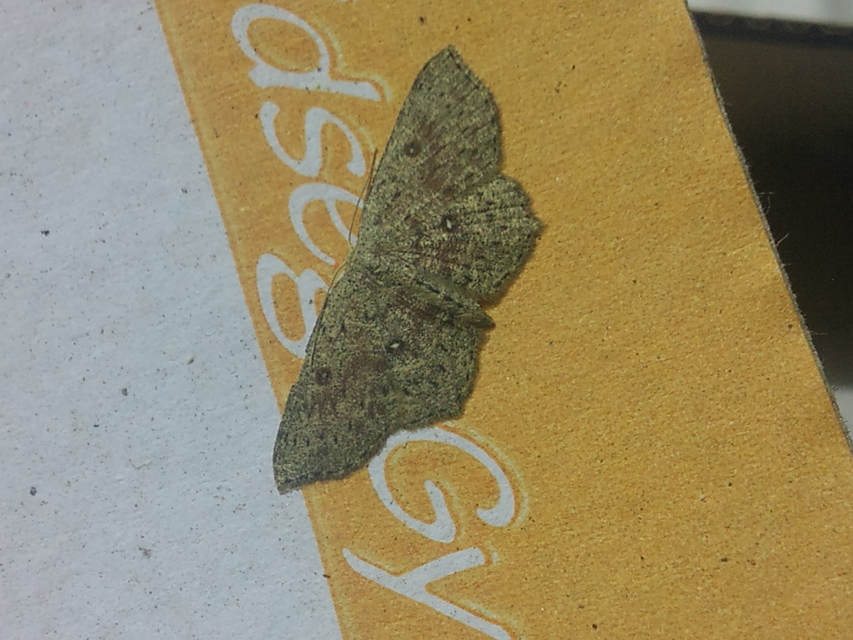Cyclophora pendularia - fűzfa-pettyesaraszoló