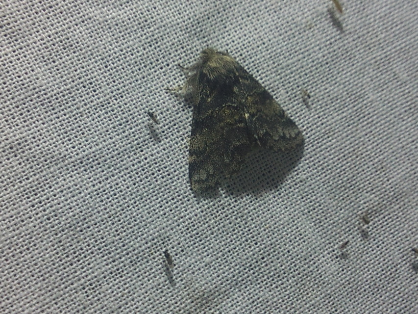 Gluphisia crenata - kormos púposszövő