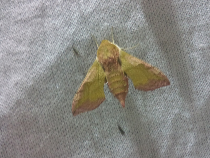 Deilephila porcellus - piros szender