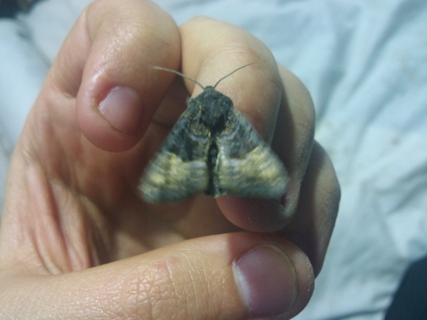 Euplexia lucipara - szeder-csipkésbagoly