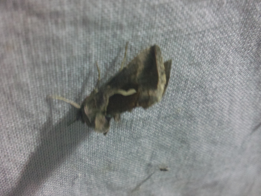 Macdunnoughia confusa - cseppfoltos ezüstbagoly