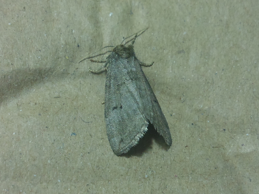 Ochropacha duplaris - égerlevél-pihésszövő