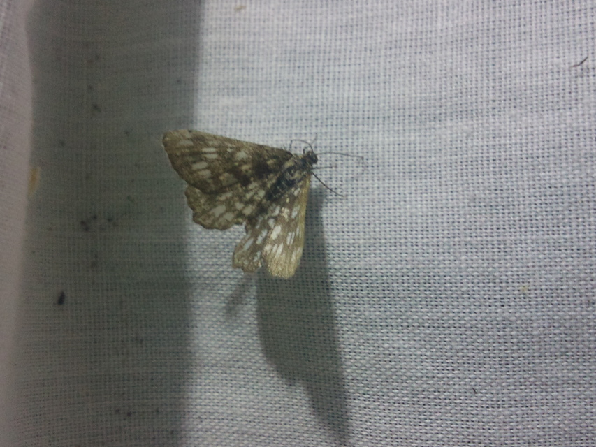 Chiasmia clathrata - rácsos rétiaraszoló