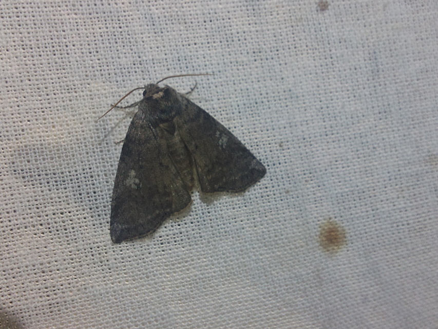 Tethea or - bélyeges pihésszövő