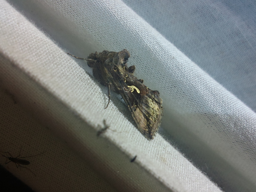 Autographa gamma - gammalepke