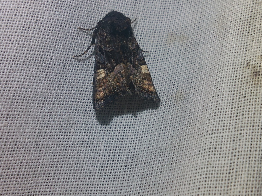 Euplexia lucipara - szeder-csipkésbagoly