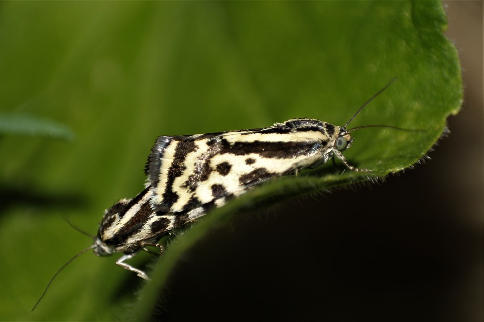 Emmelia trabealis - zebrabagoly