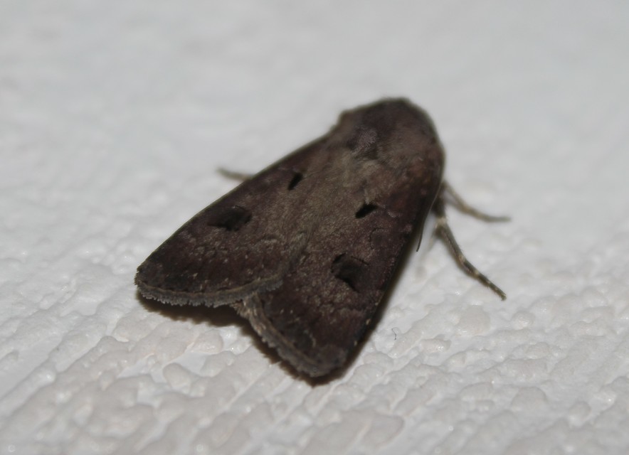 Agrotis exclamationis - felkiáltójeles földibagoly
