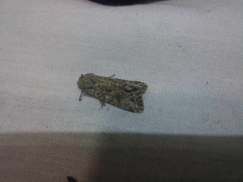 Hadula trifolii - lóherebagoly