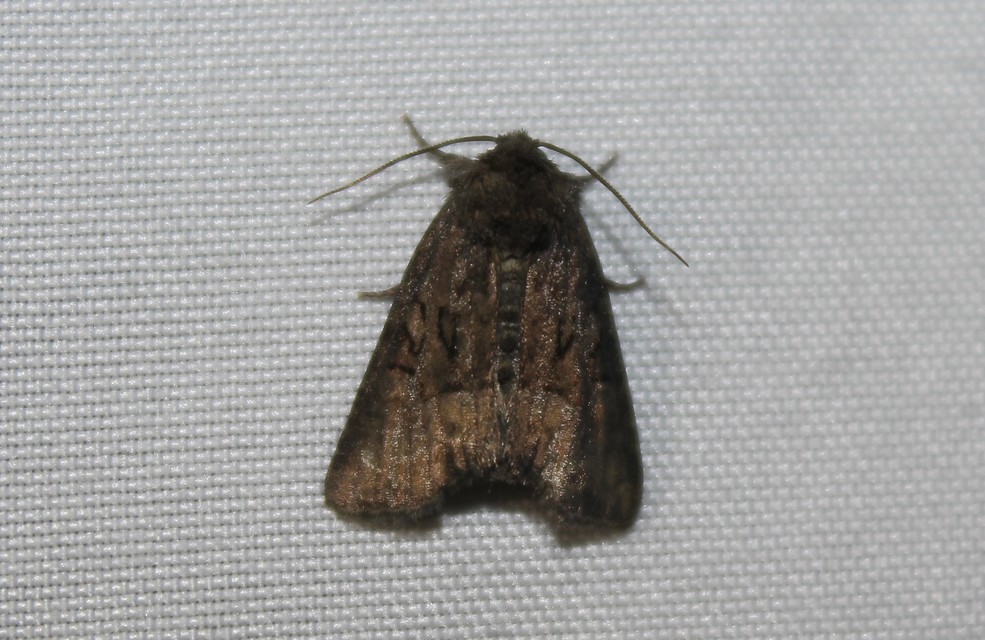 Oligia strigilis/latruncula/versicolor