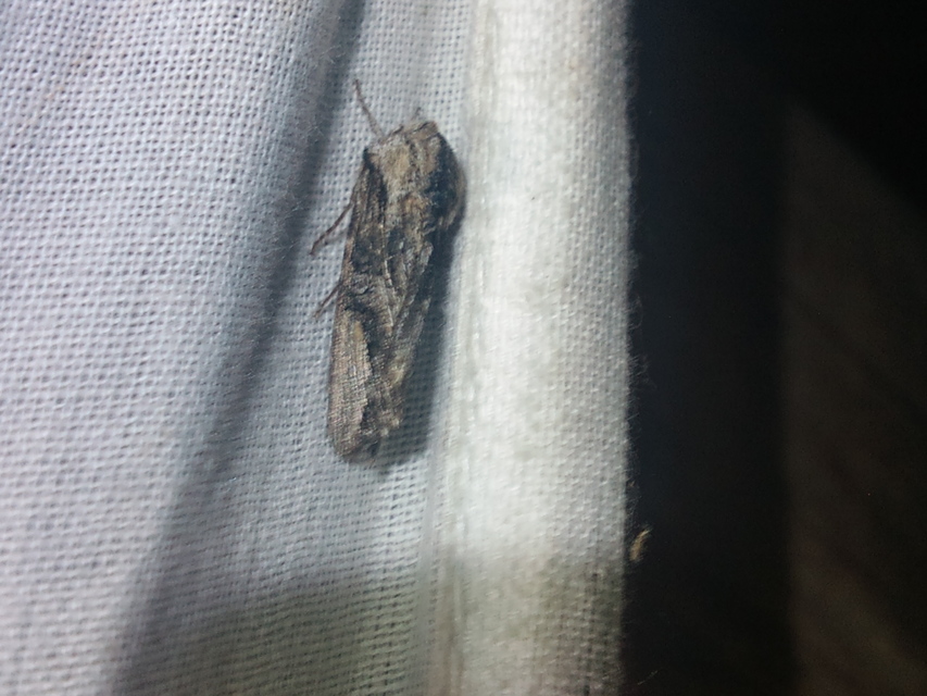 Egira conspicillaris - változékony szürkebagoly