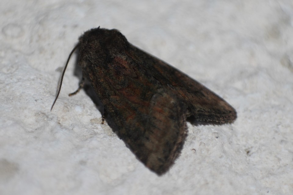 Oligia strigilis/latruncula/versicolor