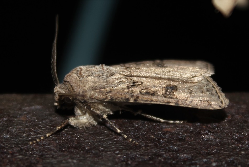Agrotis segetum - vetési földibagoly