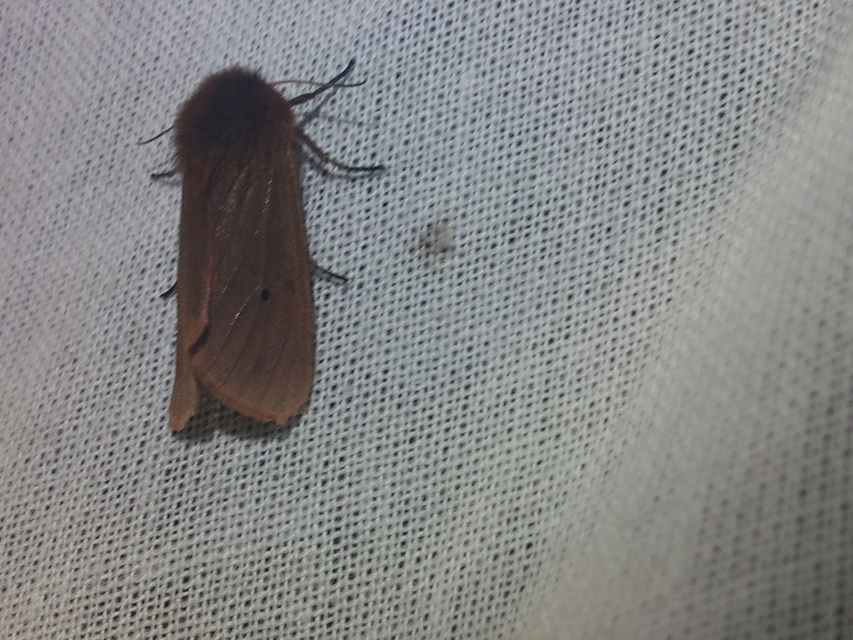 Phragmatobia fuliginosa - füstös medvelepke