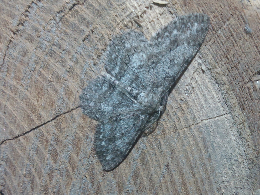 Hypomecis punctinalis - pettyes faaraszoló