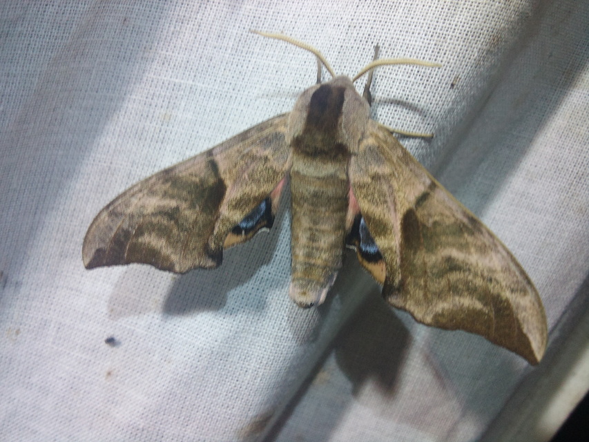 Smerinthus ocellatus - esti pávaszem