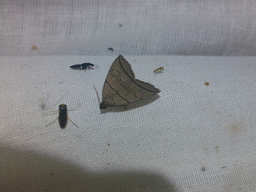 Herminia grisealis - ligeti karcsúbagoly