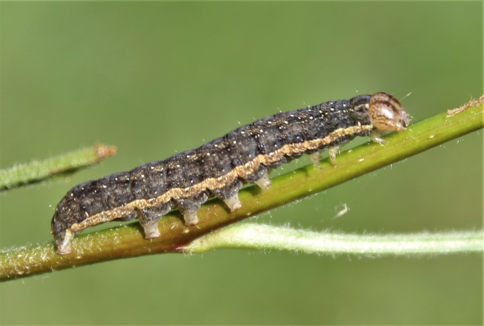 Egira conspicillaris - változékony szürkebagoly