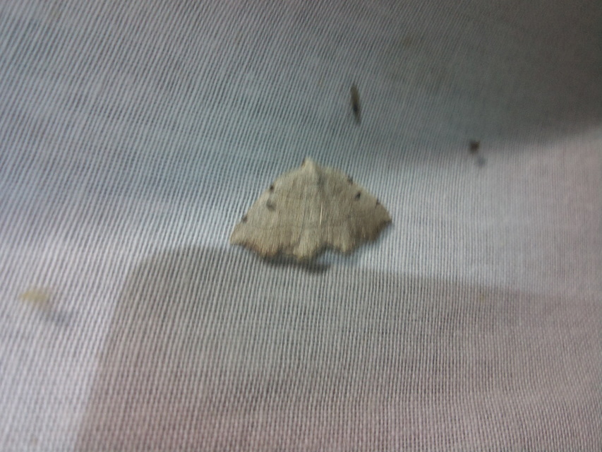 Eilicrinia trinotata - háromjegyű araszoló