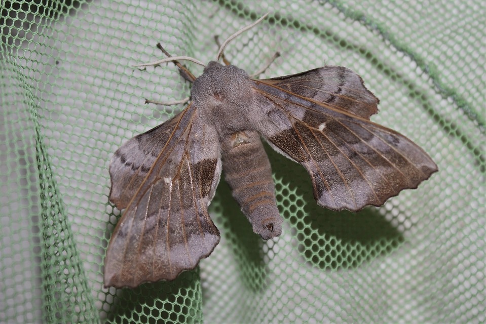 Laothoe populi - nyárfaszender