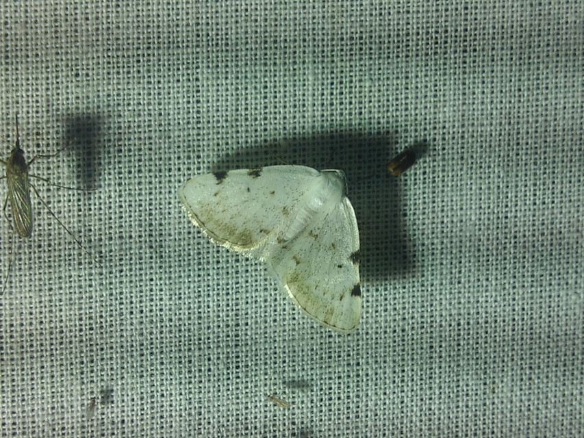 Lomographa bimaculata - kétpontos fehéraraszoló