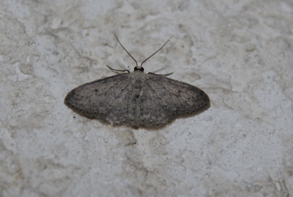 Idaea seriata - szürke apróaraszoló
