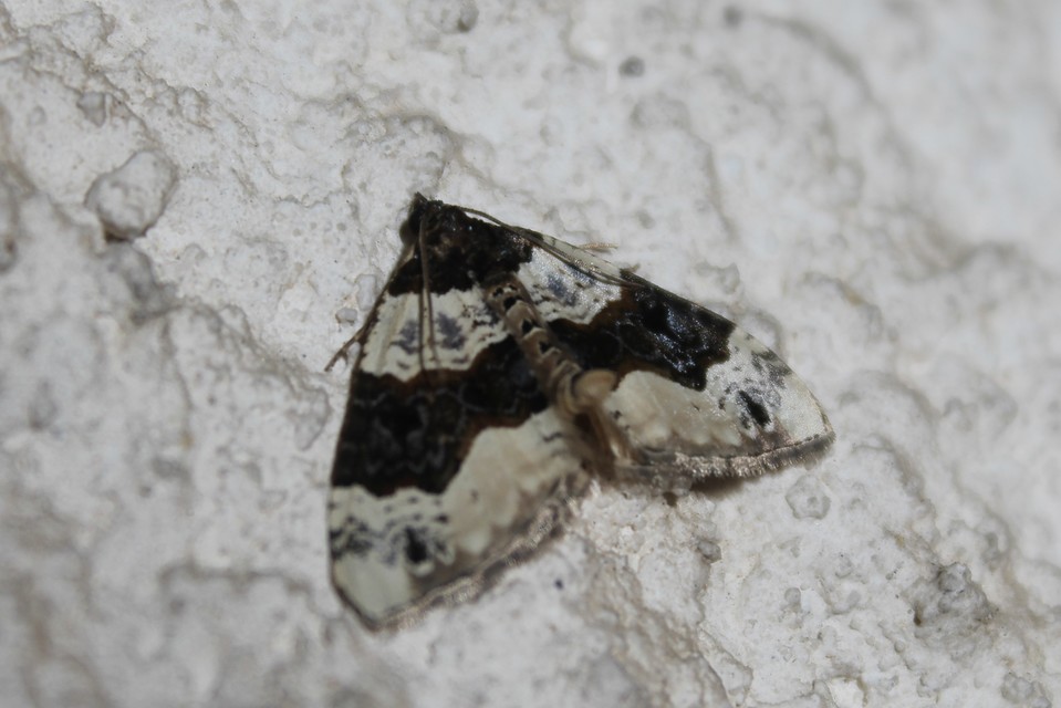 Cosmorhoe ocellata - szemes galajaraszoló