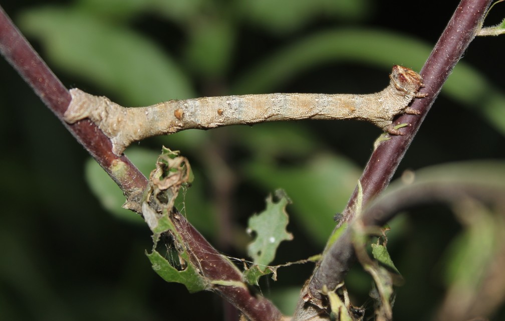 Biston strataria - barnapettyes araszoló