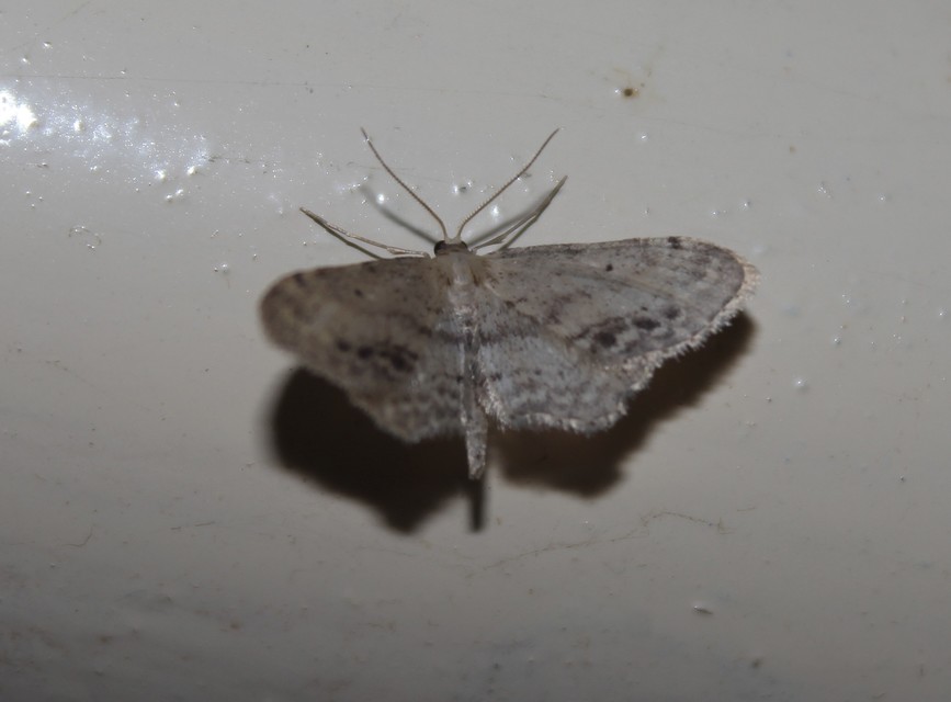 Idaea dimidiata - gyakori apróaraszoló