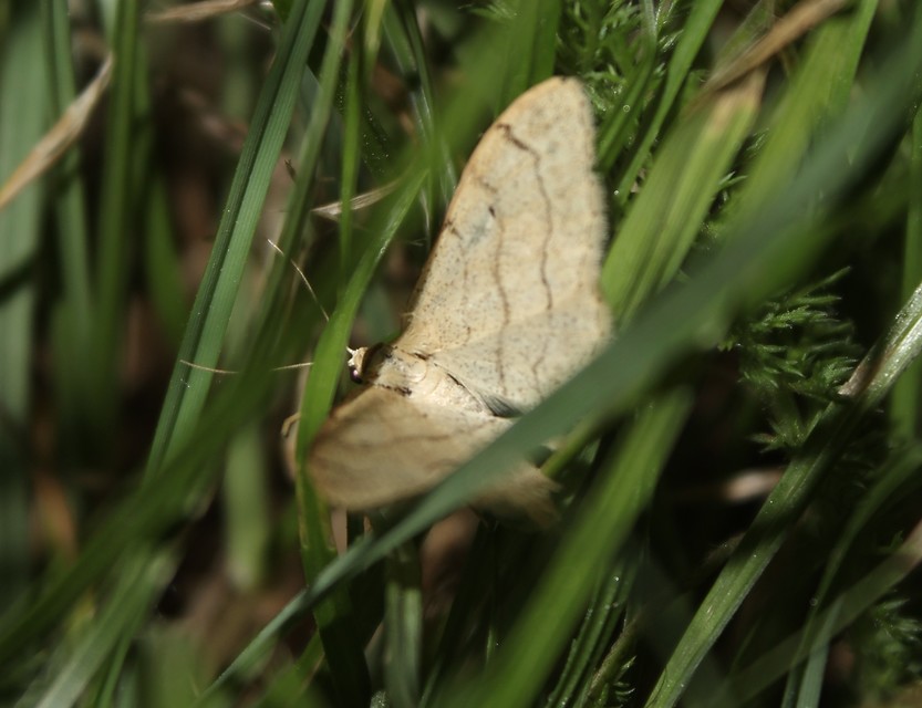 Idaea aversata - nagy sávosaraszoló