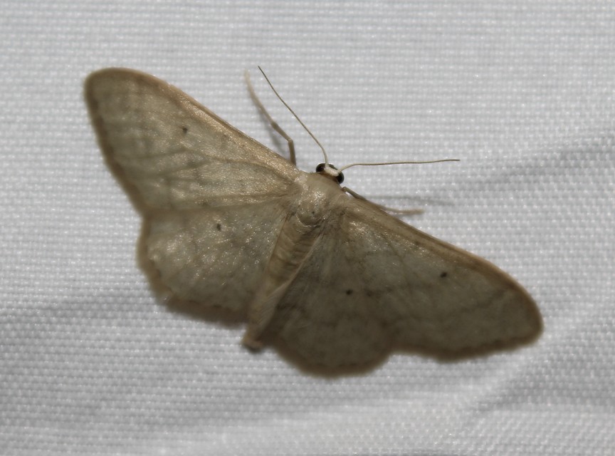 Idaea straminata - szalmasárga sávosaraszoló