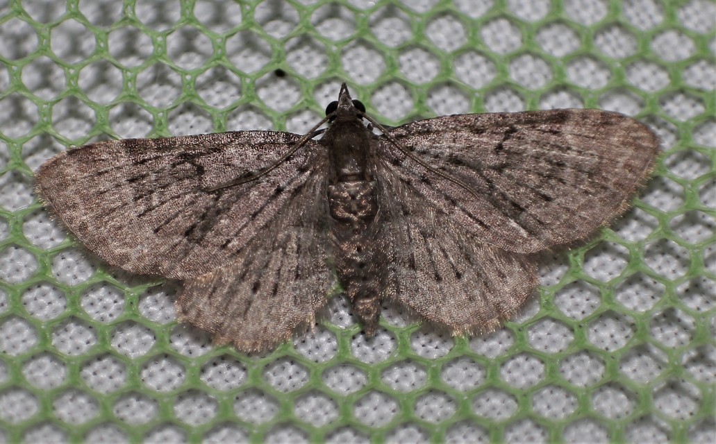 Pasiphila chloerata - hamvas törpearaszoló