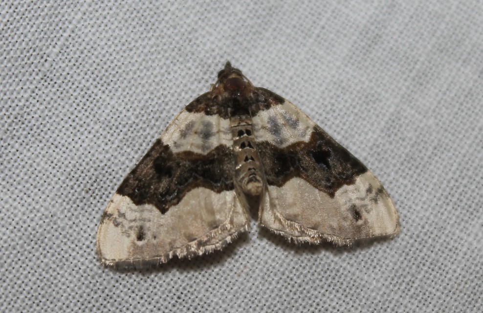 Cosmorhoe ocellata - szemes galajaraszoló