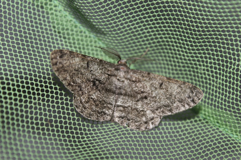 Hypomecis roboraria - nagy tölgyfaaraszoló