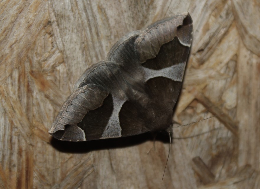Dysgonia algira - déli porcelánbagoly