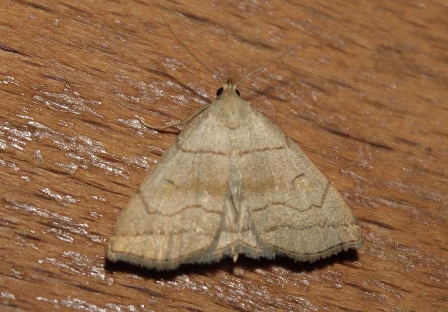 Herminia tarsicrinalis - szőröslábú karcsúbagoly