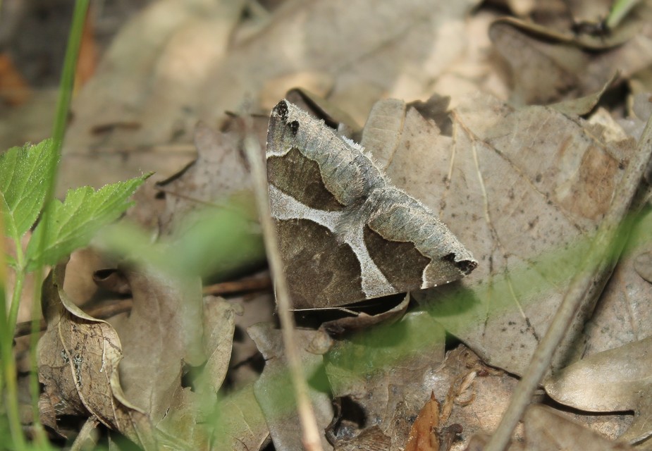 Dysgonia algira - déli porcelánbagoly