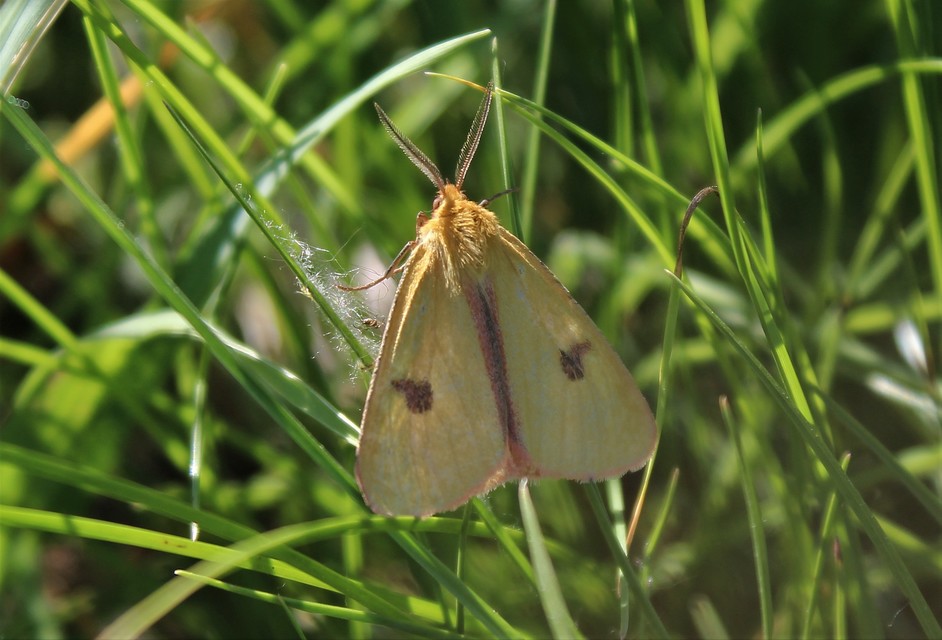 Diacrisia sannio - vörösszélű medvelepke