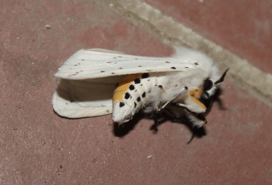 Spilosoma lubricipedum - tejszínű medvelepke