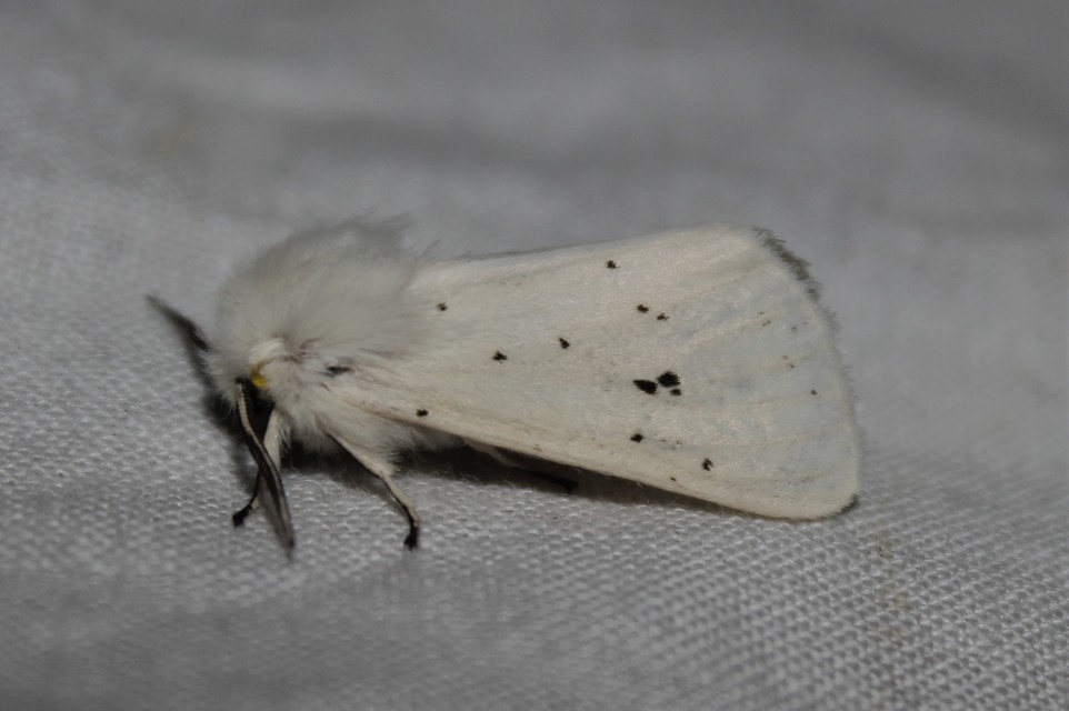 Spilosoma lubricipedum/urticae
