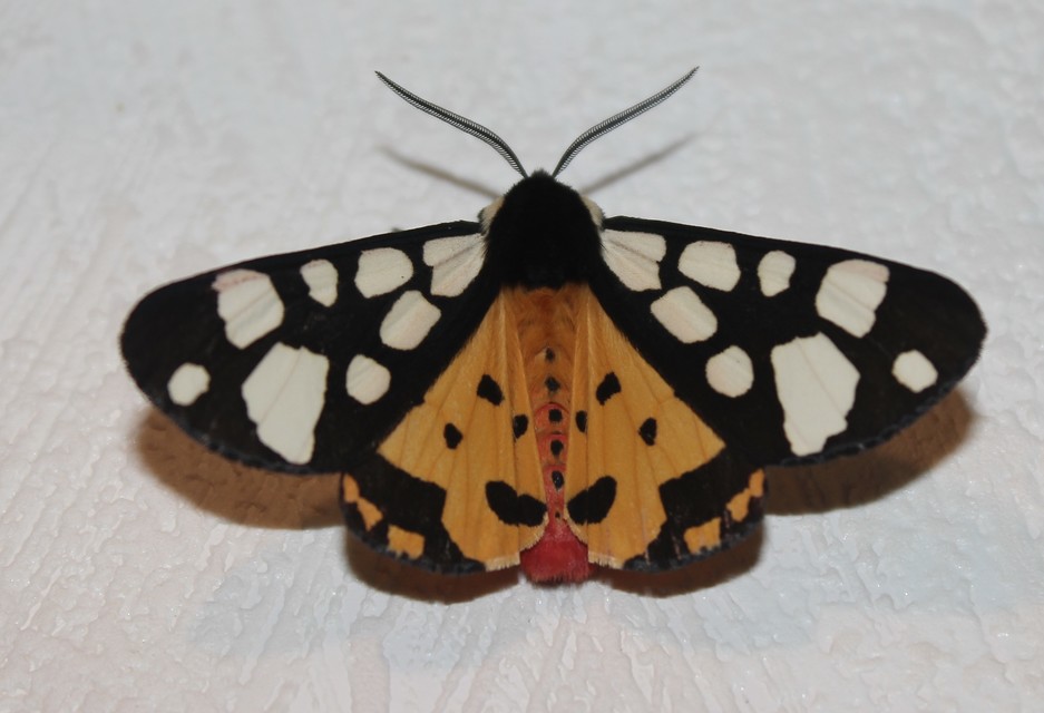Arctia villica - fekete medvelepke