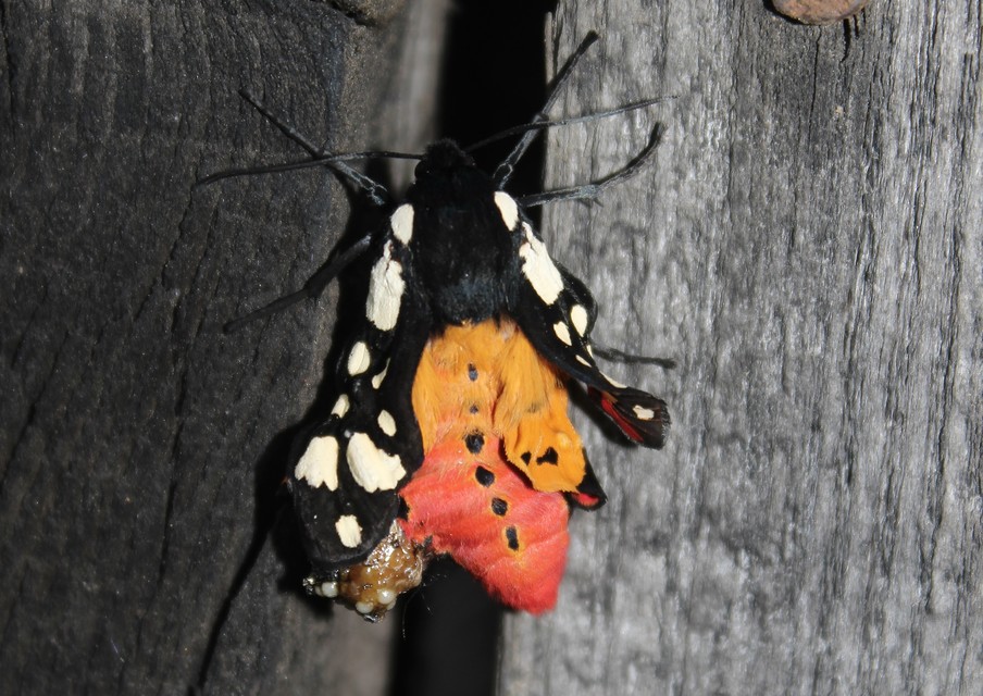 Arctia villica - fekete medvelepke