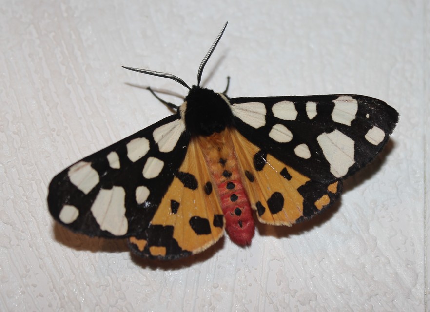 Arctia villica - fekete medvelepke