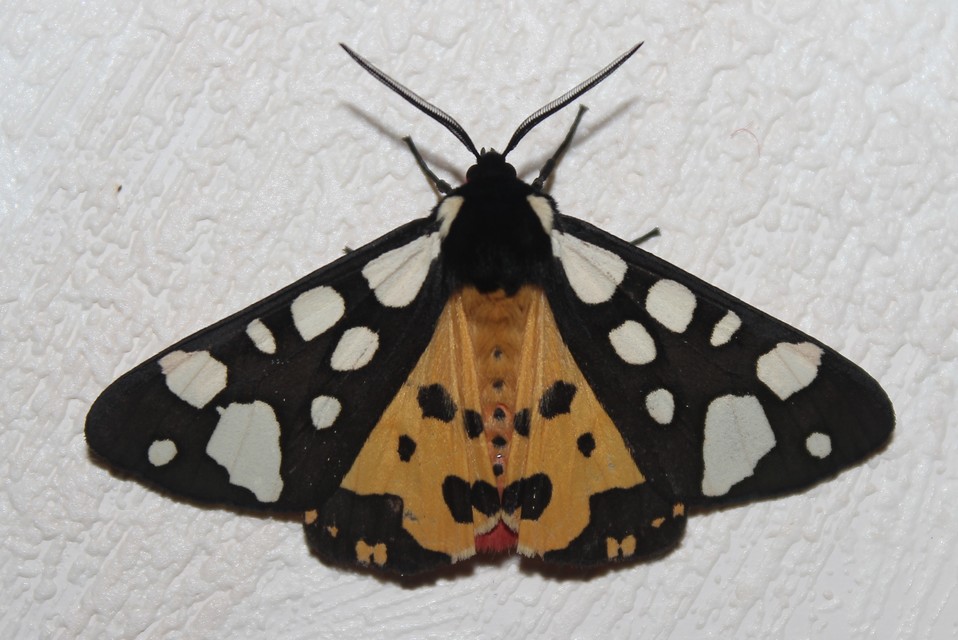 Arctia villica - fekete medvelepke