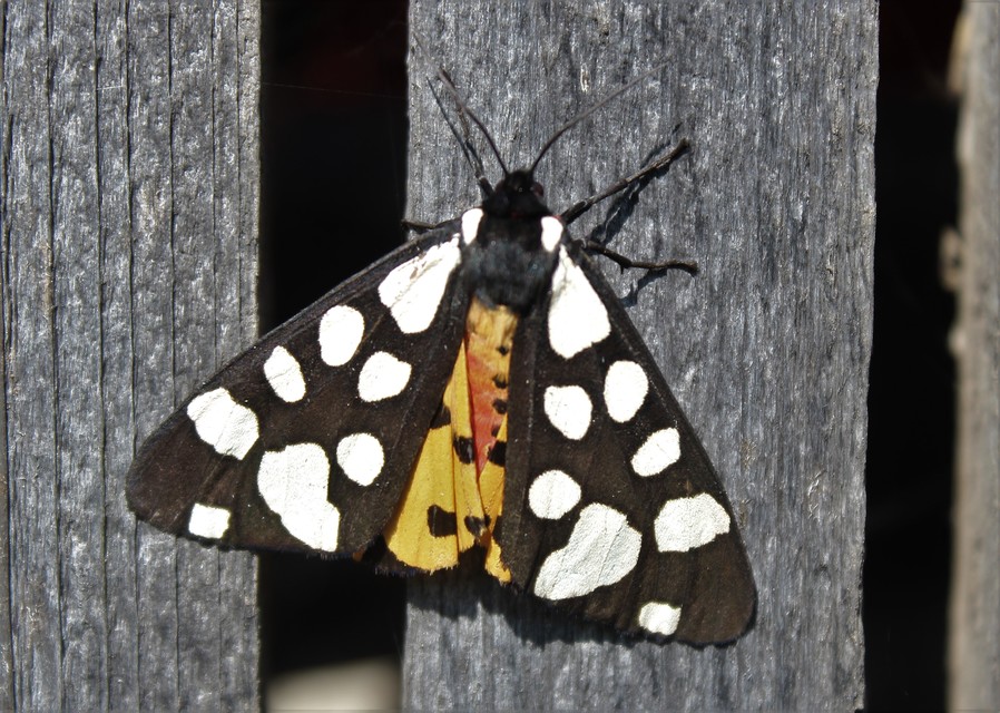 Arctia villica - fekete medvelepke