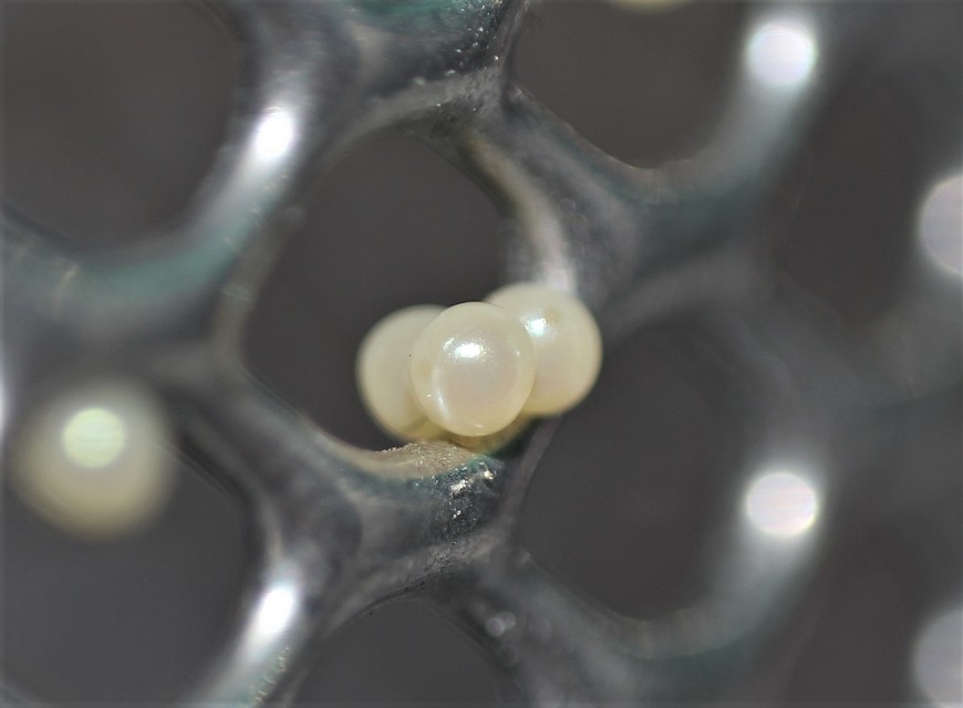 Arctia villica - fekete medvelepke