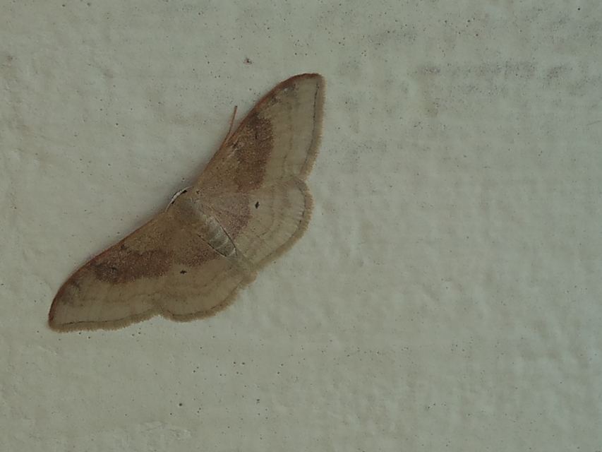 Idaea degeneraria - barnasávos araszoló