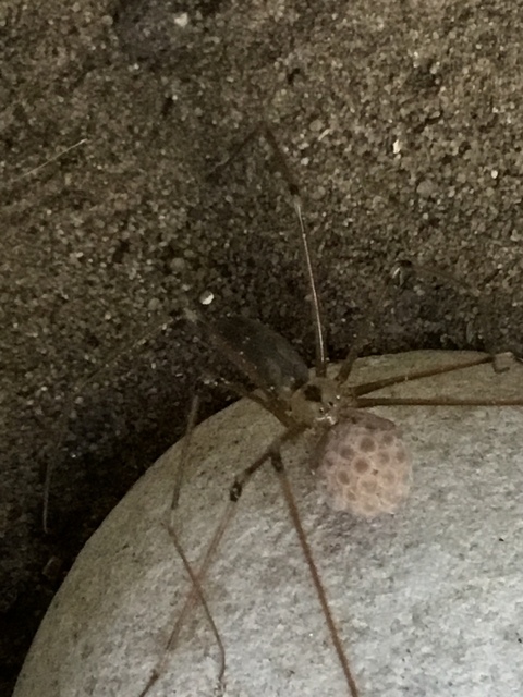 Pholcus phalangioides - nagy álkaszáspók